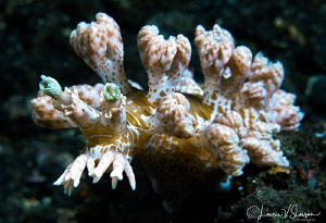 Marionia sp. 6/Photographed with a Canon 60 mm macro lens... by Laurie Slawson 